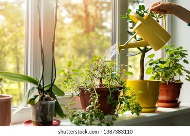 Hand With Water Can Watering Indoor Plants On Windowsill