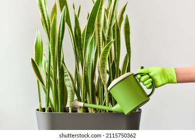 Hand with a watering can waters a houseplant. Care, cultivating and watering of decorative indoor plants.