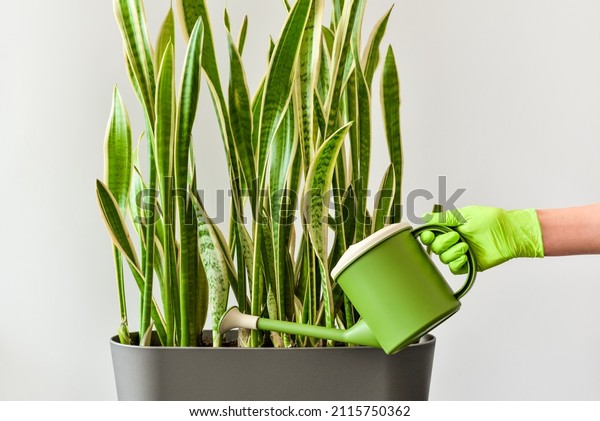 Hand with a\
watering can waters a houseplant. Care, cultivating and watering of\
decorative indoor plants.