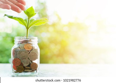 Hand watering the plant growing from coins in the glass jar on blurred green natural background with sun light effect and copy space for business and financial growth concept