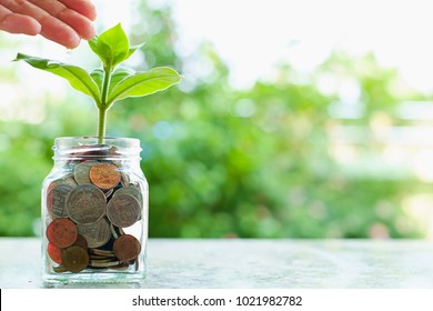 Hand watering the plant growing from coins in the glass jar on blurred green natural background with copy space for business and financial growth concept