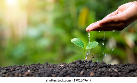 Hand Watering Plants That Grow On Good Quality Soil In Nature, Plant Care, And Tree Growing Ideas.