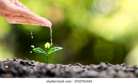 Hand Watering Plants That Grow On Good Quality Soil In Nature, Plant Care And Tree Growing Ideas.