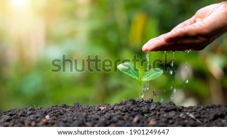 Hand watering plants that grow on good quality soil in nature, plant care, and tree growing ideas.