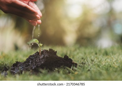 Hand Watering Seedling On Rich Soil By Gentle And Care. Power And Energy, World Environment, Agriculture Concept.