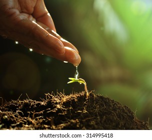 Hand Watering To Small  Plant In The Morning Young Plant Growing In The Morning Light , New Life Growth Ecology Development Business Concept,summer Spring Time On Nature  Background, Earth Day Concept