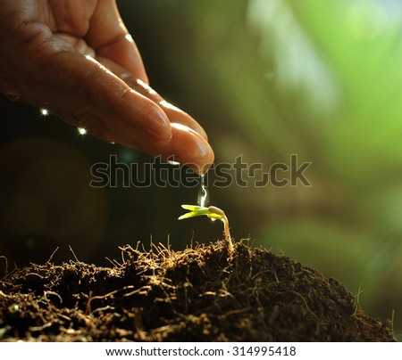 Hand watering to small  plant in the morning Young plant growing in the morning light , new life growth ecology development business concept,summer spring time on nature  background, Earth Day concept