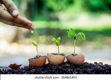 Hand Watering Young Plant Growing In Egg Shell In Garden