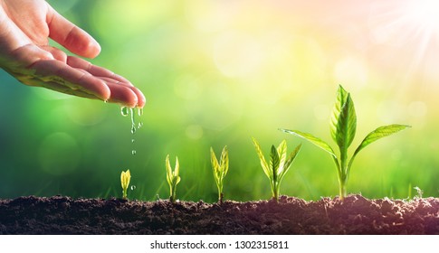 Hand Watering Young Plants In Growing
