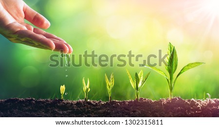 Hand Watering Young Plants In Growing
