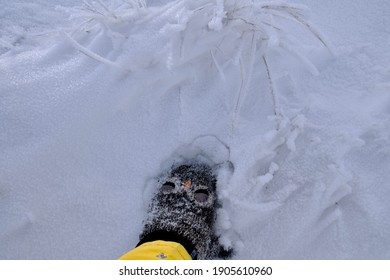 Hand Wearing An Owl Mitten Glove Buried In A Snow