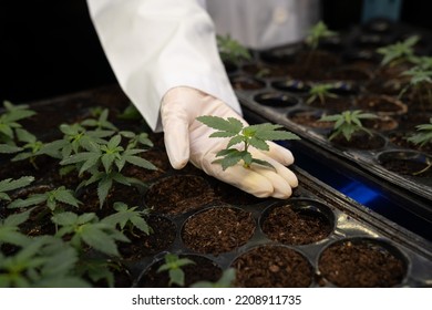 Hand Wearing Rubber Glove Holding Gratifying Baby Cannabis Plant In Soil Tray At Curative Cannabis Weed Farm. Scientist Research High Quality Cannabis For Medical Purpose In Grow Facility.