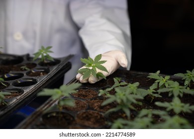 Hand Wearing Rubber Glove Holding Gratifying Baby Cannabis Plant In Soil Tray At Curative Cannabis Weed Farm. Scientist Research High Quality Cannabis For Medical Purpose In Grow Facility.