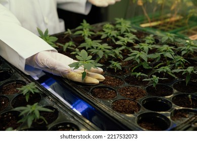 Hand Wearing Rubber Glove Holding Gratifying Baby Cannabis Plant In Soil At Curative Cannabis Weed Farm. Scientist Research High Quality Cannabis For Medical Purpose In Grow Facility.