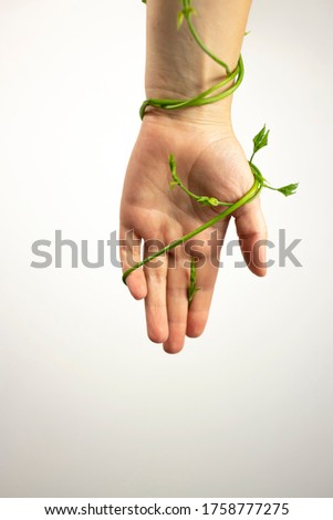 Similar – green senecio leaf in person’s hand macro closeup in nature