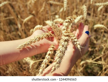Hand  in wheat field
