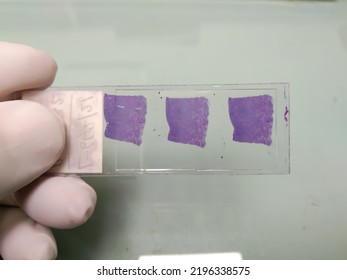 Hand In White Glove Holding Glass Histology Slides