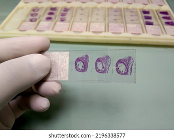 Hand In White Glove Holding Glass Histology Slides