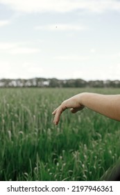 Hand In Window Of A Car On Background Of Wheat Field. Man Sticking His Hand Out Of A Car Window In Green Fields. Enjoying Summer Vacation In Countryside. Road Trip