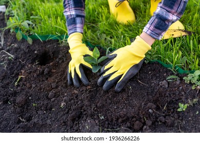 Hand of woman gardener in gloves holds seedling of small apple tree in her hands preparing to plant it in the ground. Tree planting concept