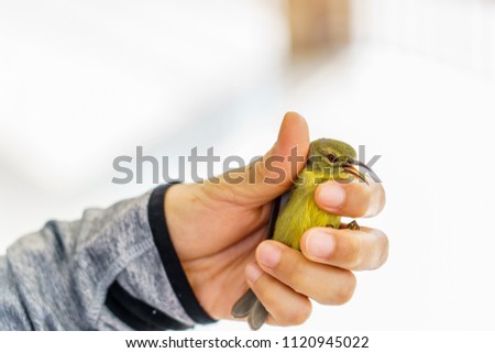 The hand of a woman holding a bird to help After the bird flew to crash the mirror. 