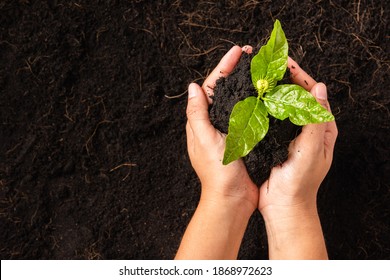 Hand Of Woman Holding Compost Fertile Black Soil With Nurturing Tree Growing Green Small Plant Life, Concept Of Save World, Earth Day And Hands Ecology Environment