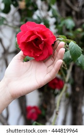 Hand Of A Woman Holding White Rose