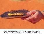 Hand of woman holds on a bush tucker food with a Witchetty grubs grilled, a wood-eating larvae that feeds on roots of witchetty bush in Northern Territory. Food of Aboriginal Australians diets.