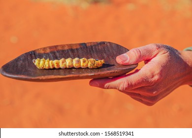 Hand of woman holds on a bush tucker food with a Witchetty grubs grilled, a wood-eating larvae that feeds on roots of witchetty bush in Northern Territory. Food of Aboriginal Australians diets. - Shutterstock ID 1568519341
