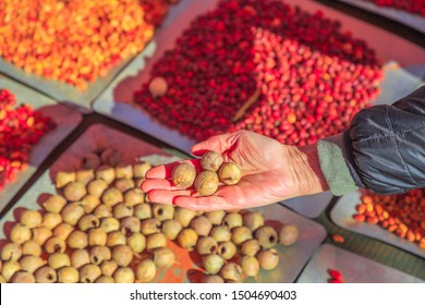 Hand Of Woman Holds A Sandalwood Seeds, An Australia Bush Food Eaten By Australian Aborigines. Northern Territory. Different And Colorful Bush Seeds On Background.