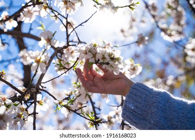 Hand of a woman in a light blue sweater holding a branch of a flowering almond tree with the sunlight in the background. Elche, Alicante, Spain.