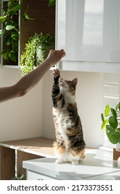 Hand Of Woman Owner Playing With Fluffy Cute Cat At Home. Training Cat Trick Of Standing Up On Hind Paws. Sunlight. Pet Lovers. Domestic Life Concept