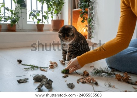 Hand of woman playing with pet cat using plants at home. Pet owner entertaining her lazy fluffy cat teaches cat to distinguish smells sitting on floor. Caring domestic animals concept. 