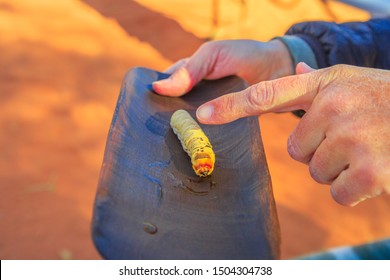 Hand of a woman point a Witchetty grubs, Endoxyla leucomochla, a wood-eating larvae that feeds on roots of witchetty bush in Northern Territory. The grub was main food of Aboriginal Australians diets. - Shutterstock ID 1504304738