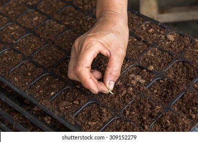 Hand Woman Sowing Cucumber Seeds On Tray