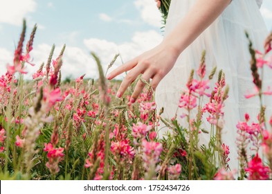 Hand of woman touching blossoming flowers in a flower field