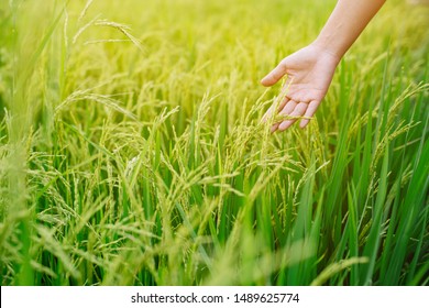 Hand of woman touching a rice in the paddy field of Thailand, Food Concept . - Shutterstock ID 1489625774