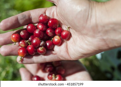 The hand of a worker with a small handful of ripe coffee - Shutterstock ID 451857199
