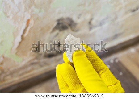 Hand with yellow protection glove holding a piece of wall paint with toxic fungus growing on it. Bad water and mold infiltration on the wall. Damp environment causing health problems.