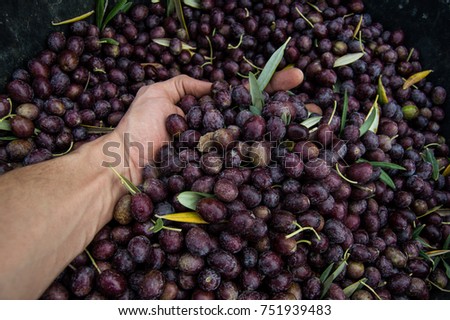 Similar – Hand of young boy full of black olives