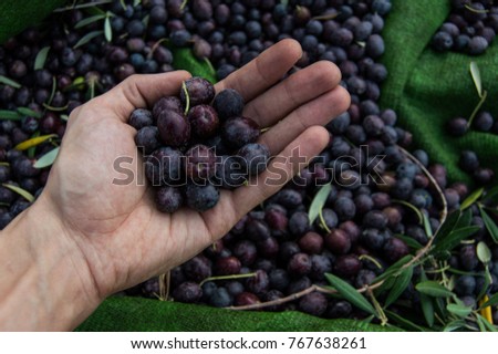 Similar – Hand of young boy full of black olives