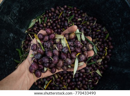 Hand of young boy full of black olives