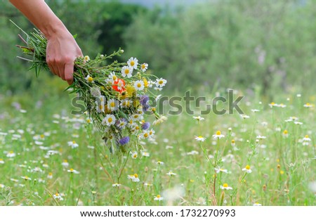 Similar – Image, Stock Photo A bunch of wildflowers in your hand. A bouquet woven from red poppies, blue cornflowers and daisies in full against the sky