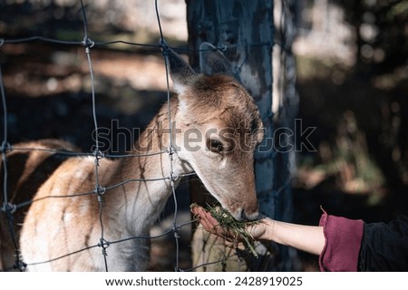  hand of a young girl giving fresh grass to eat to a poor young deer fawn captured in the Parc Animalier des Angles in Capcir. The animal sticks its head out between the metal mesh fence to be able to