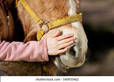 Hand of a young girl stroking her pony on the nose in a show of love and affection