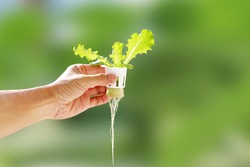 Hand Of Young Man Holding A White Hydroponic Pot With Vegetable Seedlings Growing On A Sponge. Grow Vegetables Without Soil Concept.