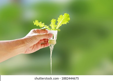 Hand of young man holding a white hydroponic pot with vegetable seedlings growing on a sponge. Grow vegetables without soil concept.