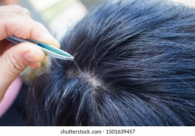 The Hand Of A Young Woman Who Plucked Premature Gray Hair