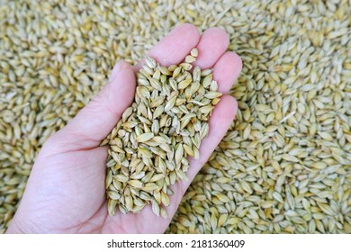 A Handful Of Barley In The Hand Of A Female Farmer Against The Background Of Grain Crops. Harvesting.The Concept Of Agriculture, Grain Import And Export, Wholesale Trade.Animal Feed