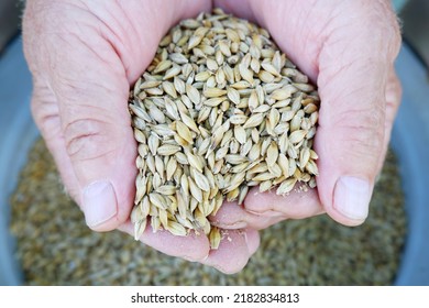 A Handful Of Barley In The Working Hands Of A Male Farmer Against The Background Of Grain Crops. Harvesting.The Concept Of Agriculture, Grain Import And Export, Wholesale Trade.Animal Feed.